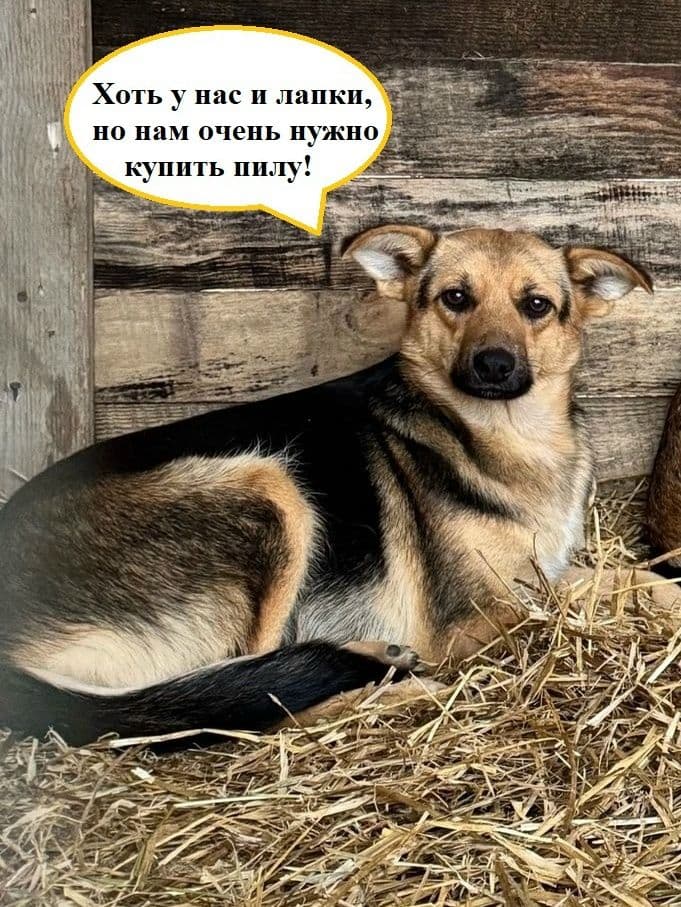 Срочный сбор: приюту необходима циркулярная пила для заготовки дров — фото 1