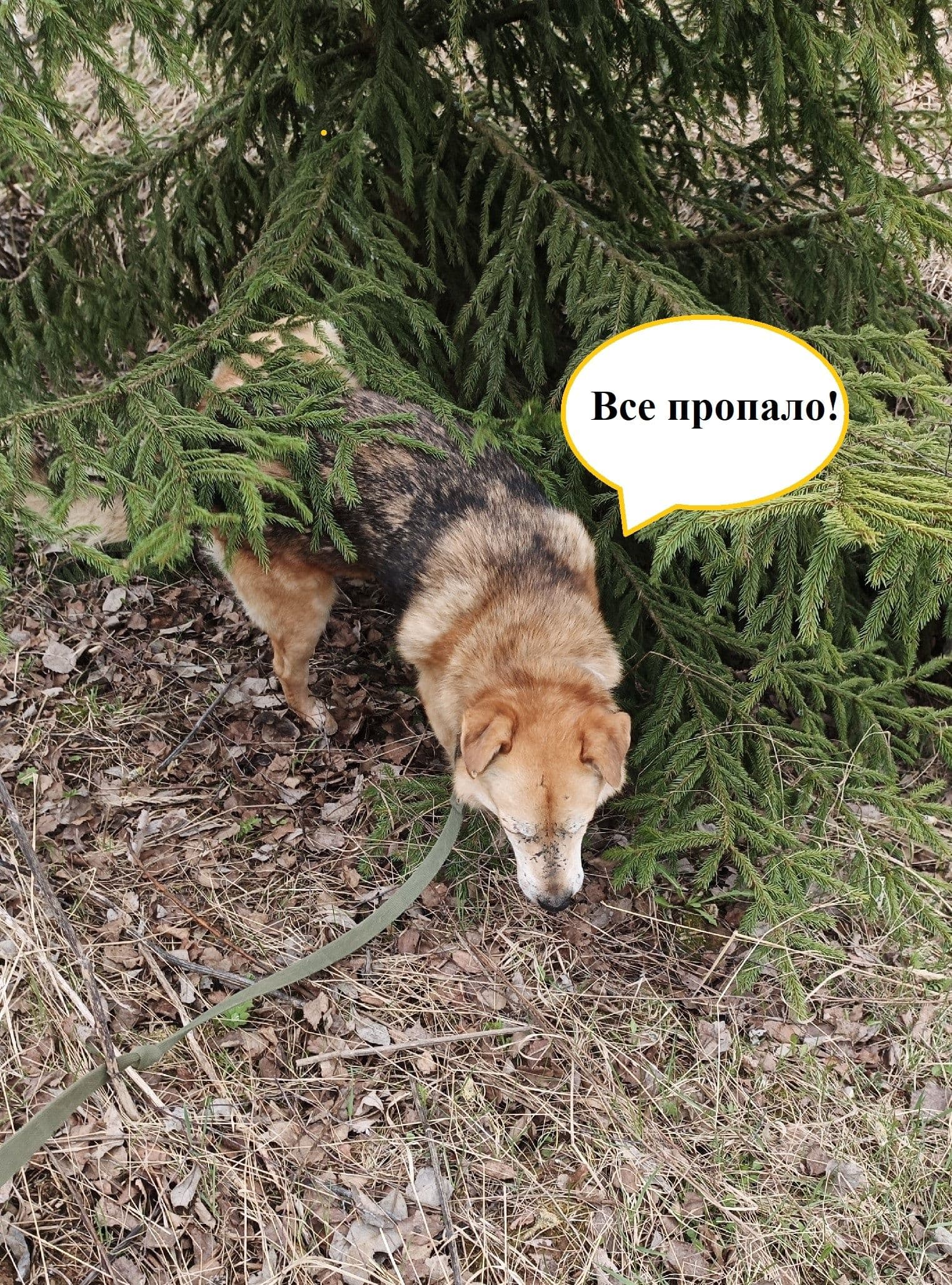Рубрика Moments: спасенный Лорд передает всем большой привет! — фото 3