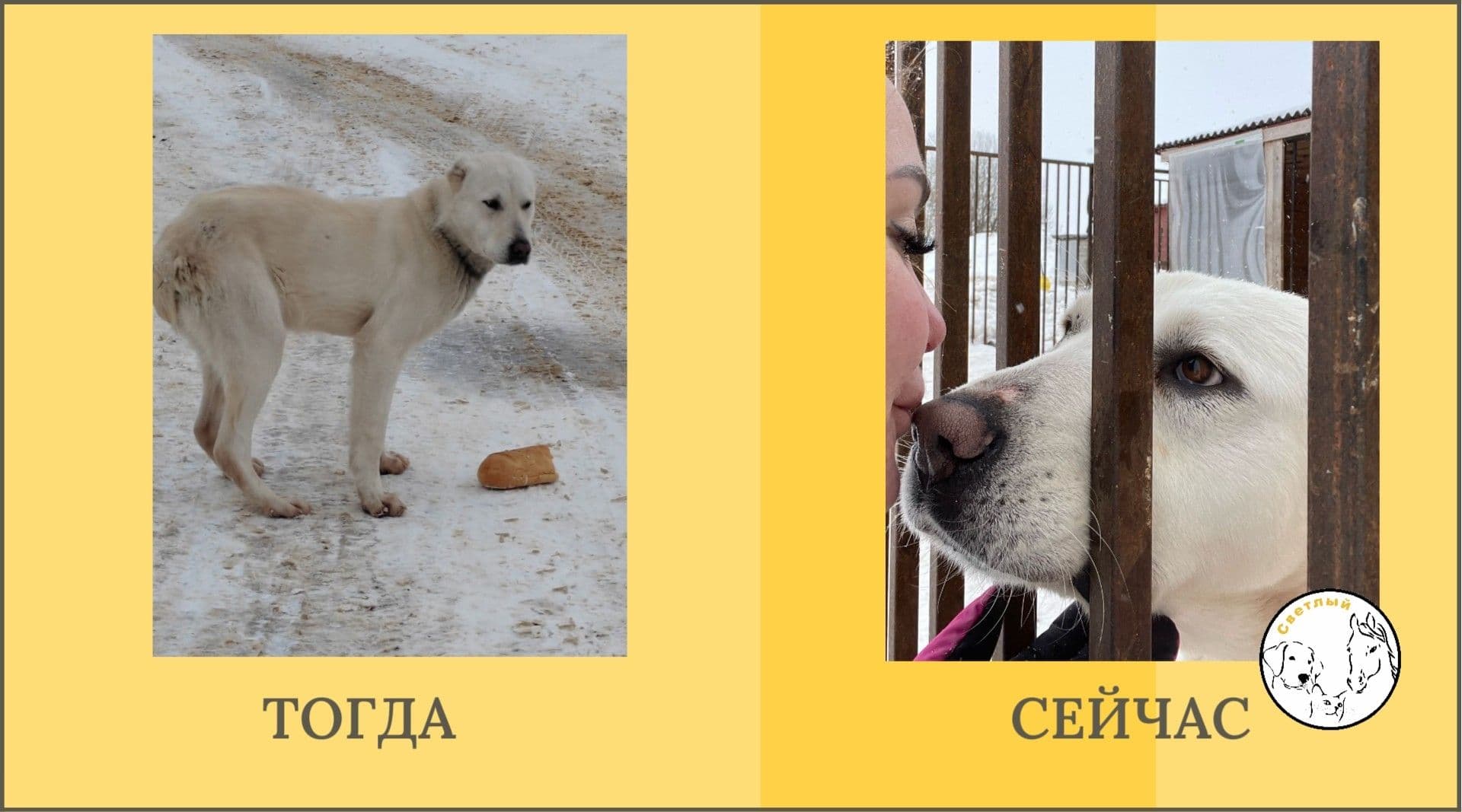 Взгляды, полные надежды: подборка историй преображения наших собак — фото 4