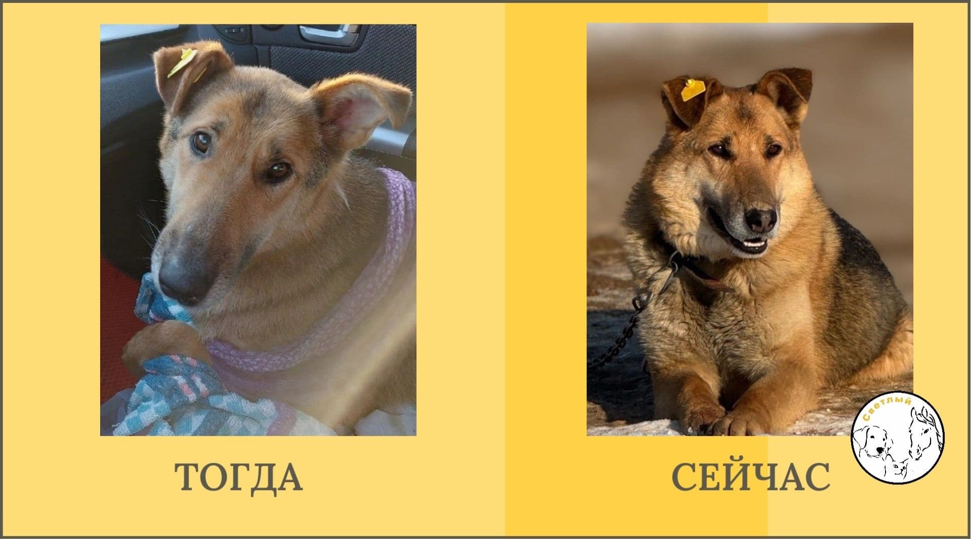 Арчи, собака