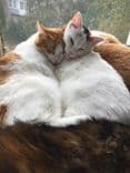 Кошки