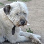 Молли