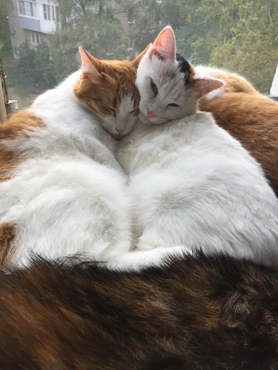 Кошки, собака