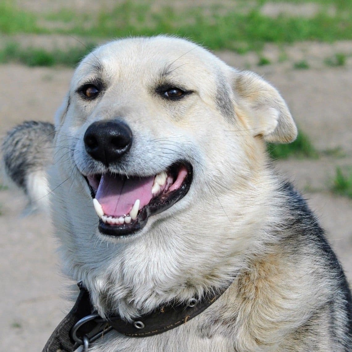 Шурик, кошка