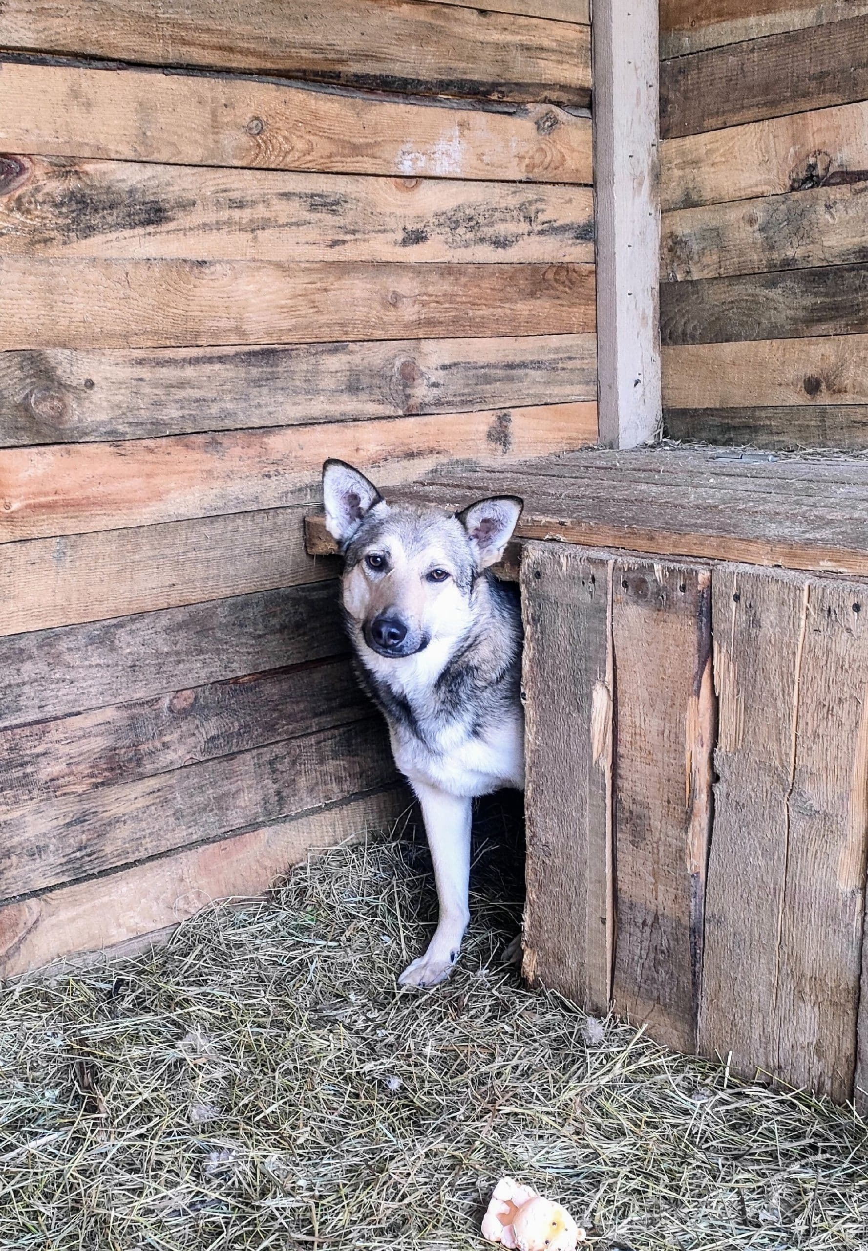 Волчок, собака