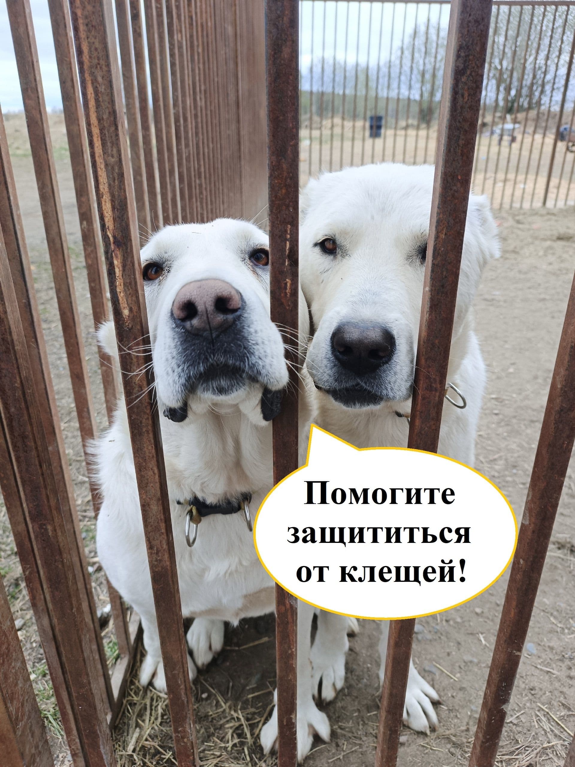 Сбор на защиту от клещей: необходимо 50 упаковок капель «Барс» — фото 1