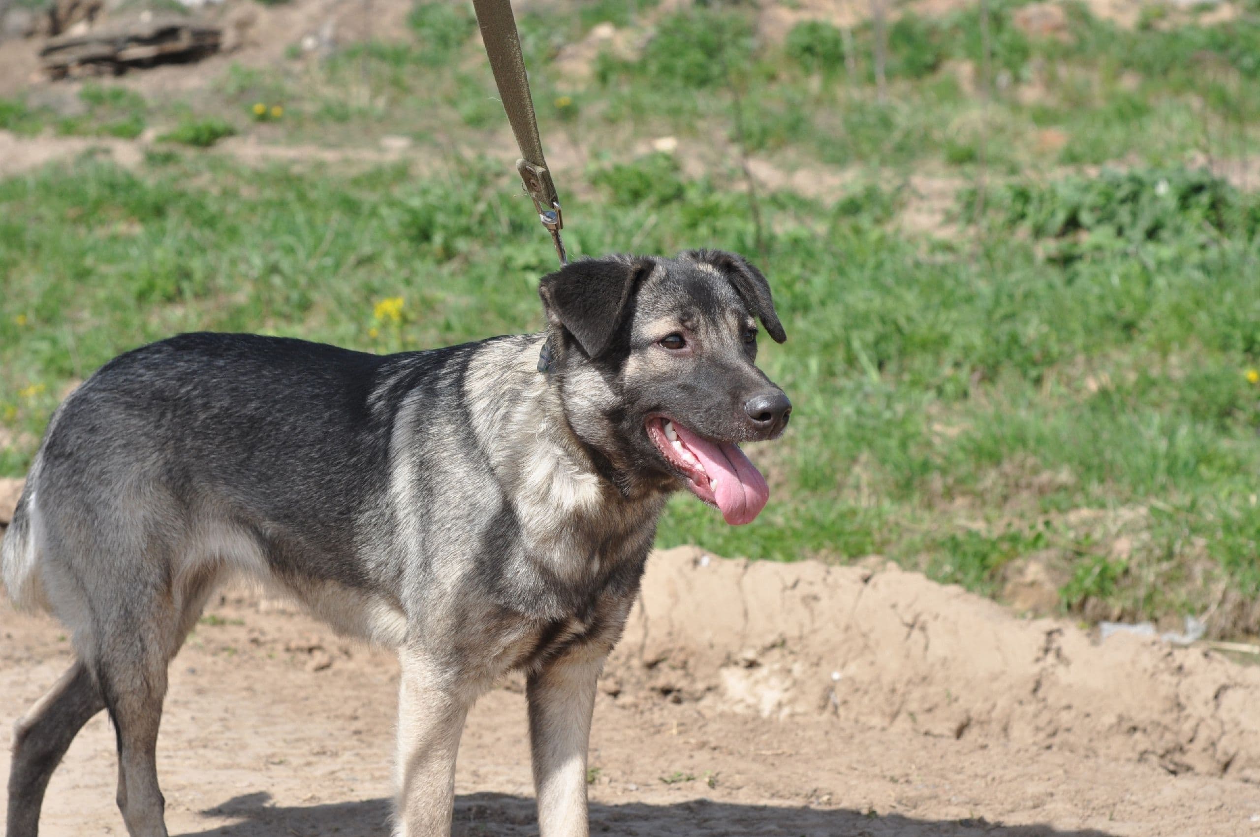 Мурка, кошка