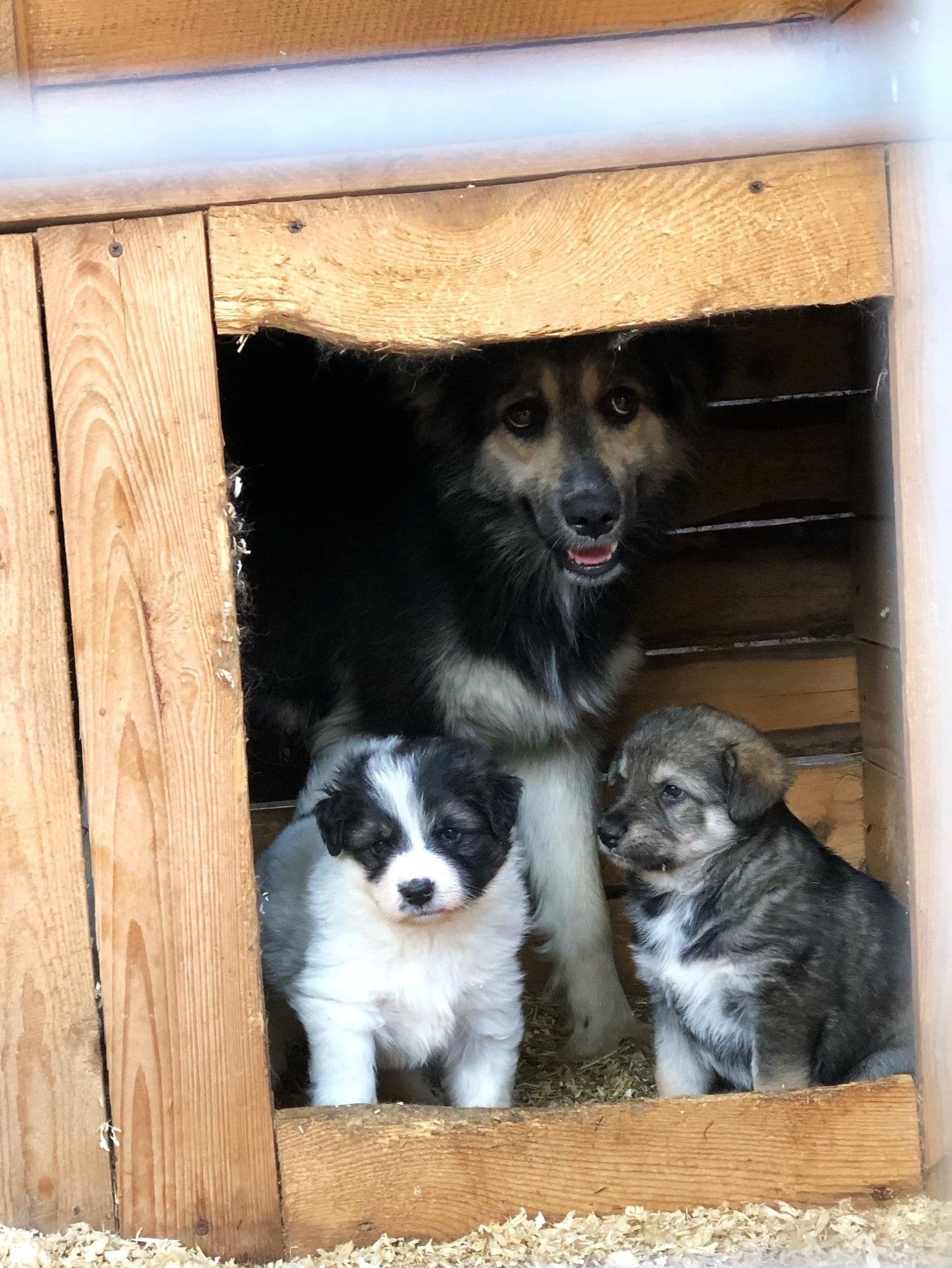 Щенульки начинают искать дом 🏠 Символично, что этот пост мы публикуем 1 июня, в День защиты детей. Так хочется, чтобы…