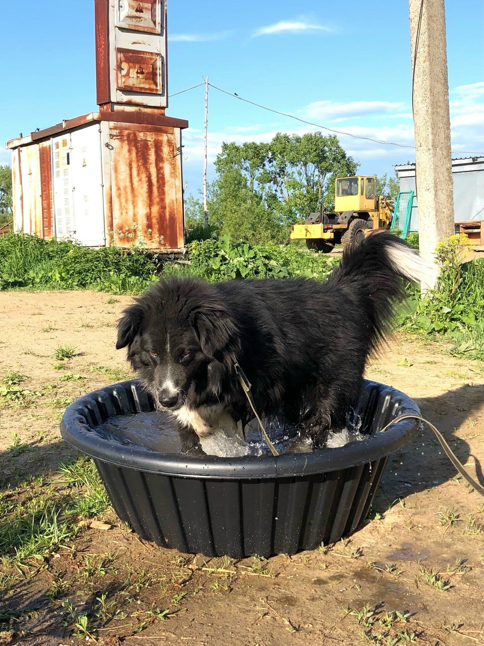 Рубрика "Распаковка". Гуляш тестирует подаренный бассейн 💦 Кто был в "Светлом", знает, что водоемов в нашей местности…