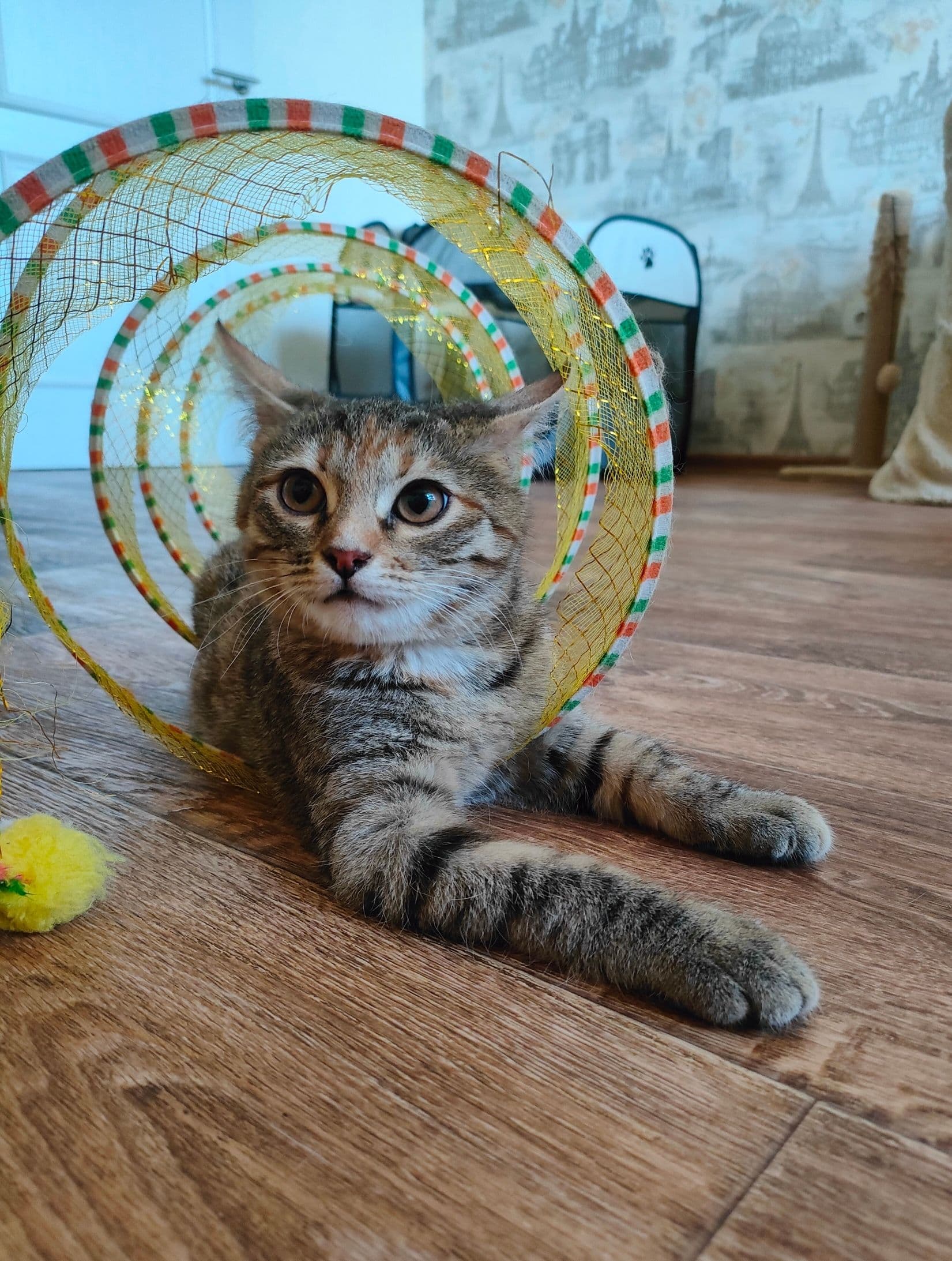 Ищем дом маленькой Василисе 💛🩶