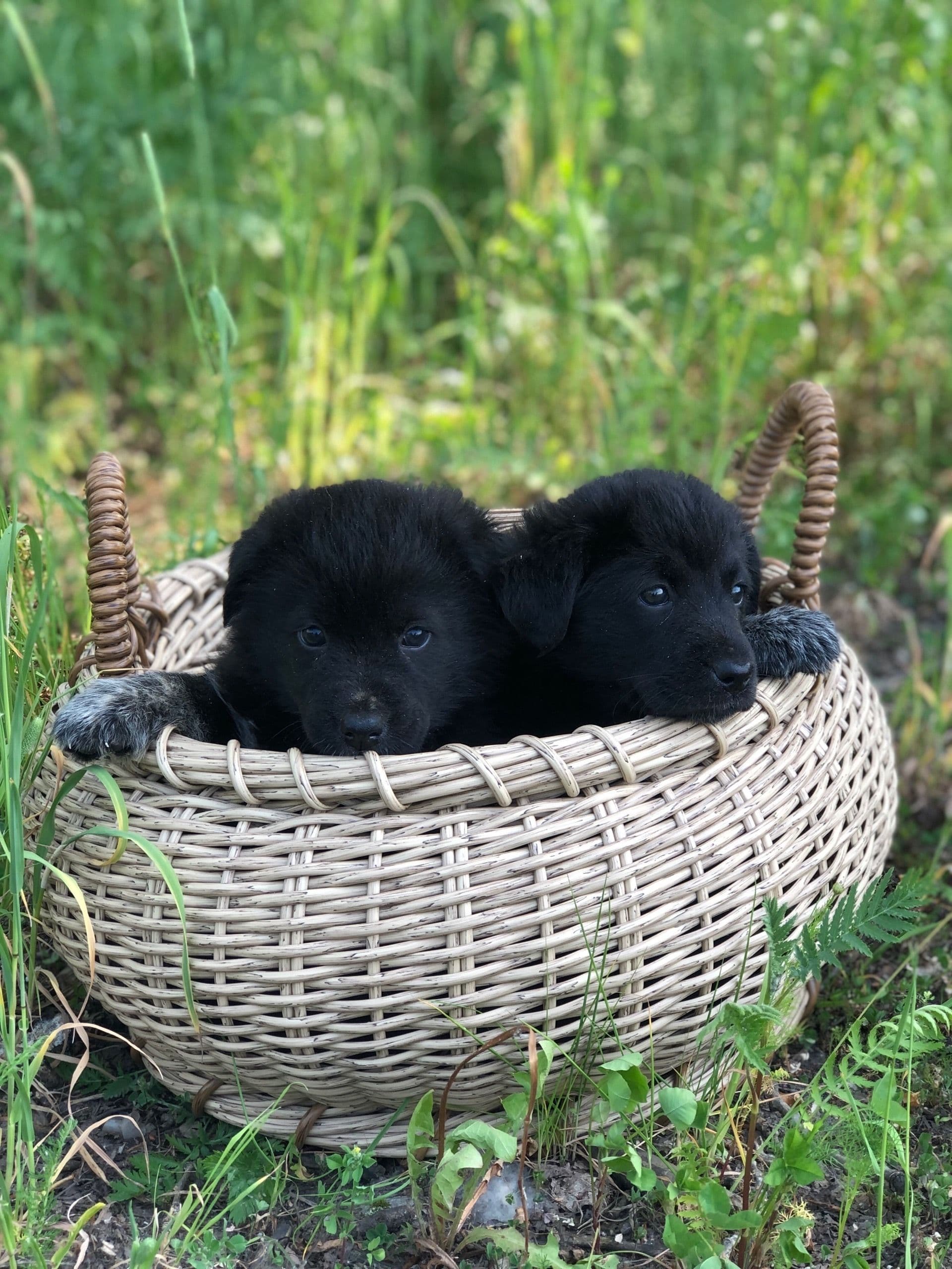 Эти два малышарика ищут хозяев 🔅🐾 Девочка и мальчик возрастом полтора месяца. С аппетитом кушают, с удовольствием…