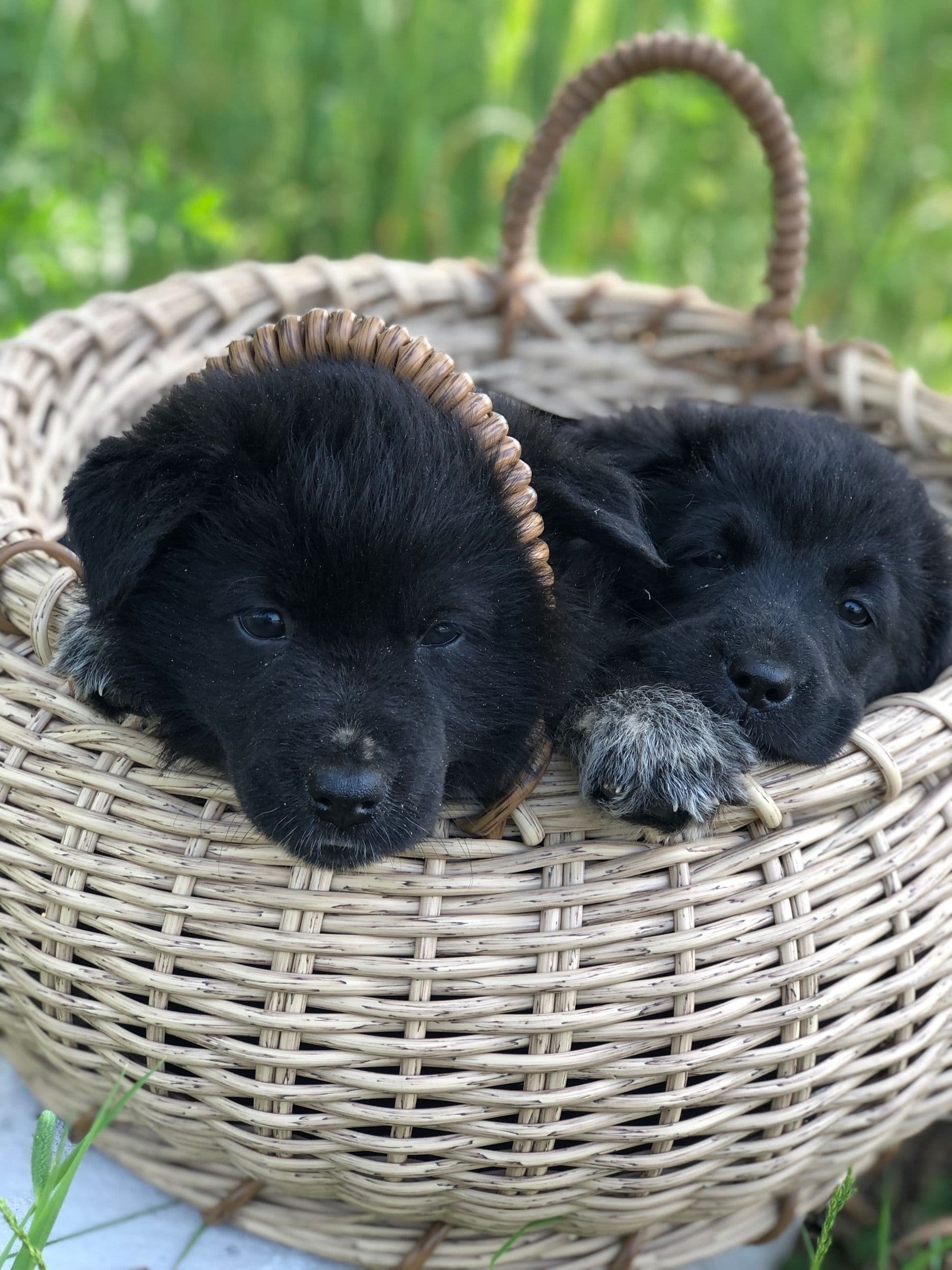 Эти два малышарика ищут хозяев 🔅🐾 Девочка и мальчик возрастом полтора месяца. С аппетитом кушают, с удовольствием…