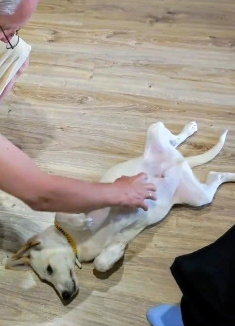 Хоть нечасто, но чудеса случаются ✨✨ и животное сразу после спасения находит дом. Этому малышу повезло - в его жизни…