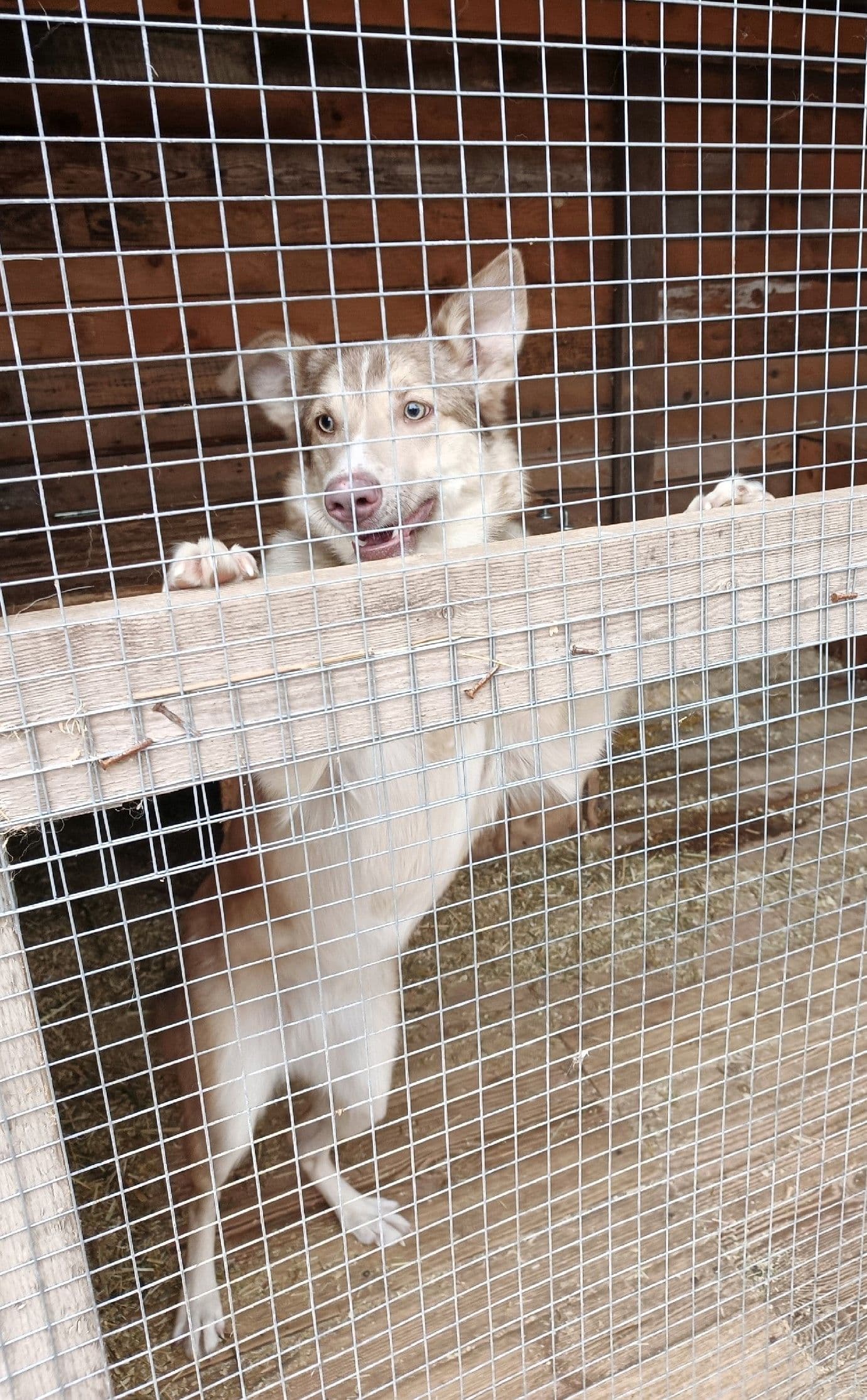 Рубрика Moments. В ожидании прогулки 🐾