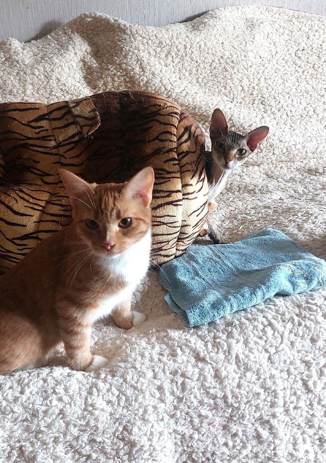 За окном осень, а у наших кошечек тепло и уютно 🍁🧶 На большой кошачьей передержке "Светлого" заканчивается корм.…
