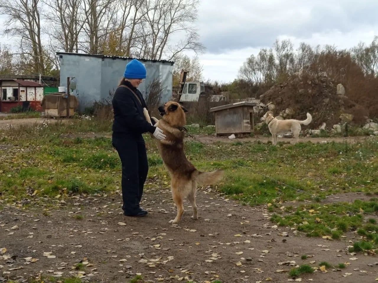 В осенние каникулы в "Светлый" посещали юные волонтеры. Ребята знакомились с тем, как живут собаки, у которых нет…